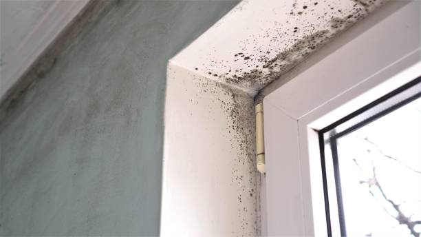 Best Crawl Space Mold Removal  in Vidor, TX