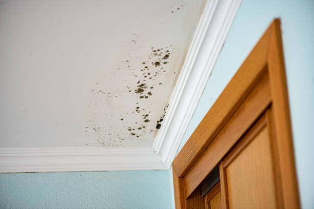 Best Mold Removal and Inspection  in Vidor, TX