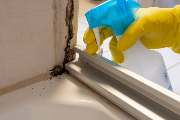 Best Commercial Mold Removal  in Vidor, TX