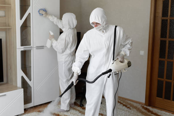 Professional Mold Removal in Vidor, TX