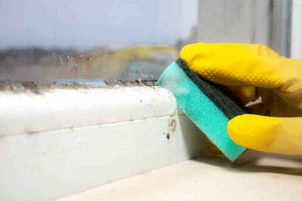 Best Residential Mold Removal  in Vidor, TX