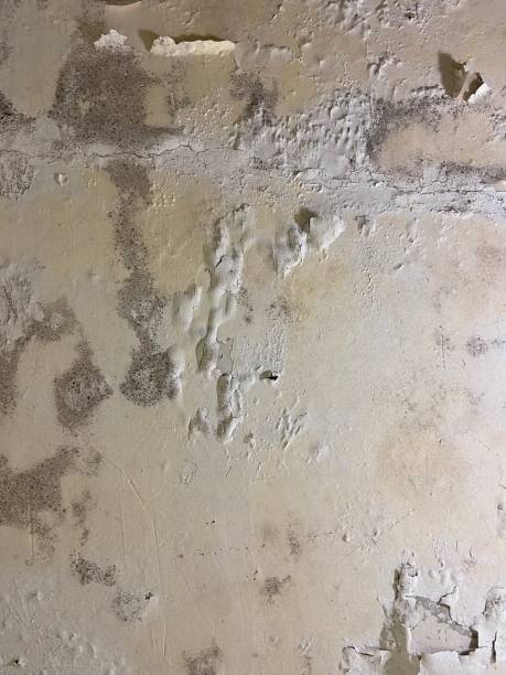 Best Mold Cleaning Services  in Vidor, TX