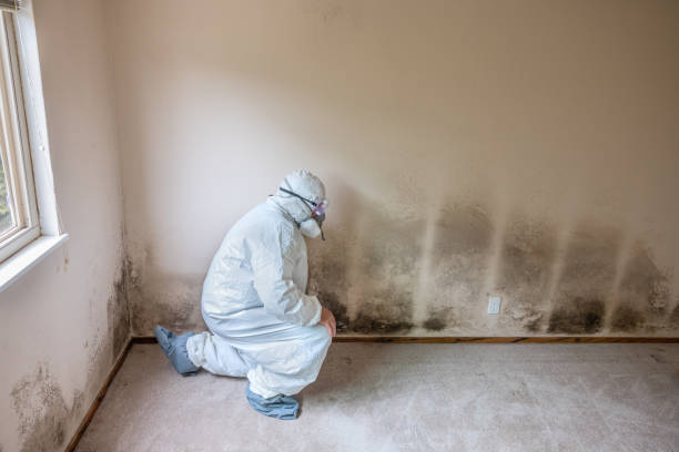 Certified Mold Removal in Vidor, TX