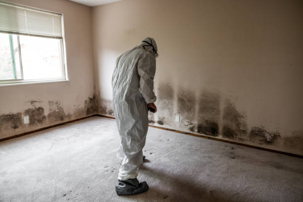 Best Attic Mold Removal  in Vidor, TX