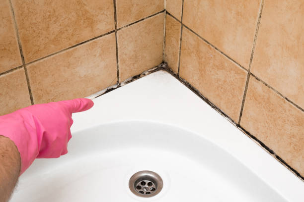 Best Mold Remediation Experts  in Vidor, TX